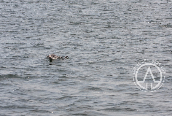 Sea Screamer Dolphin Cruise - Panama City Beach