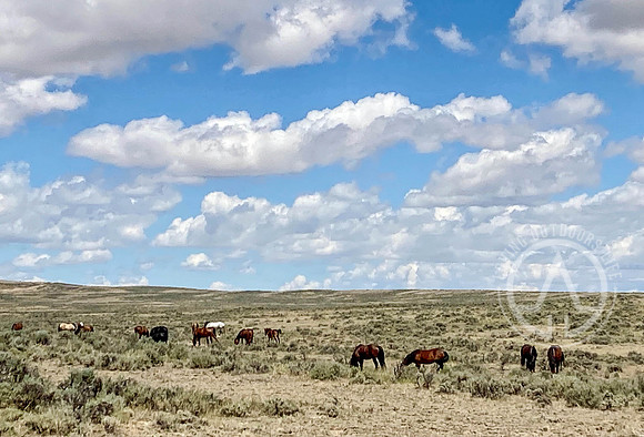 Wild Mustangs