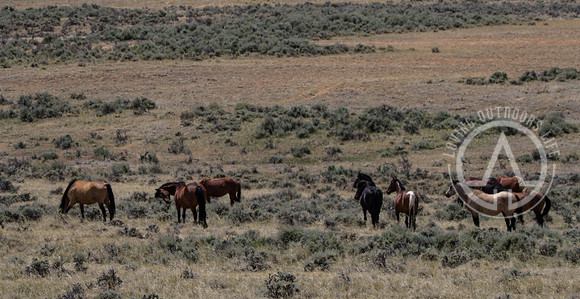 Wild Mustangs