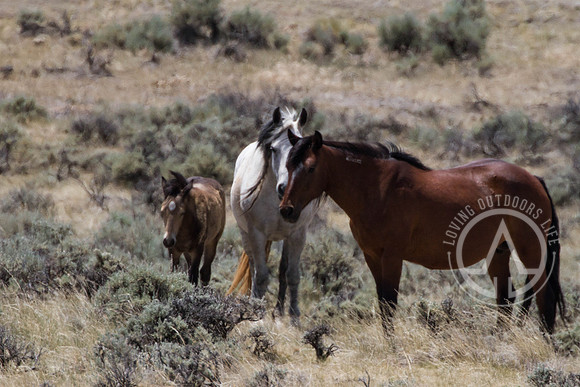 Wild Mustangs