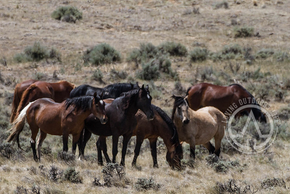 Wild Mustangs