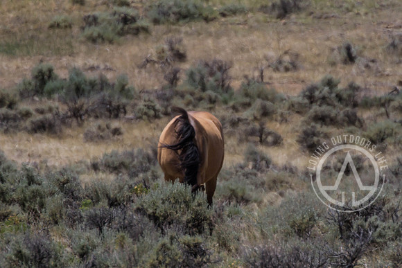Wild Mustangs