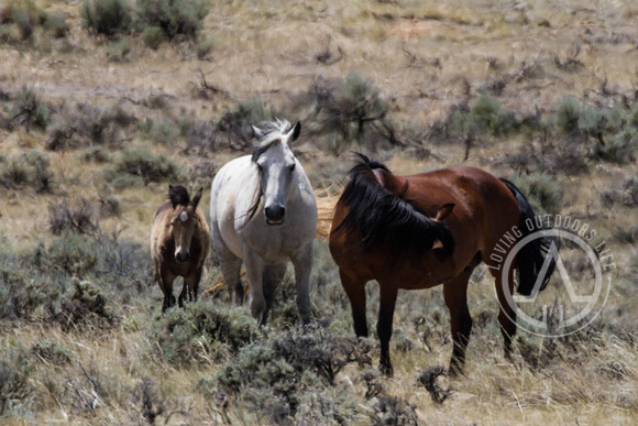 Wild Mustangs
