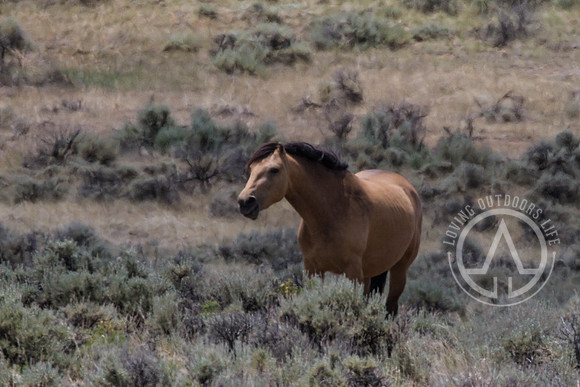 Wild Mustangs