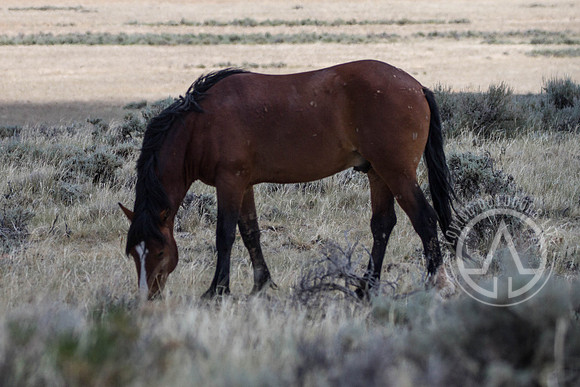 Wild Mustangs