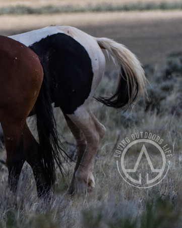 Wild Mustangs