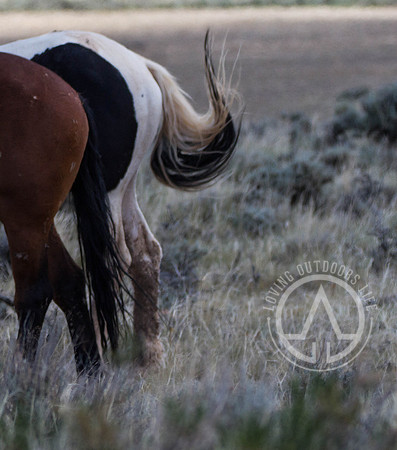Wild Mustangs