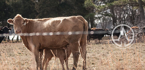 Cow and Calf
