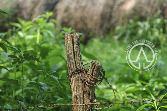 Rusted Barbed Wire