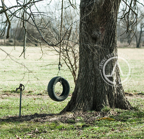 Tree Swing