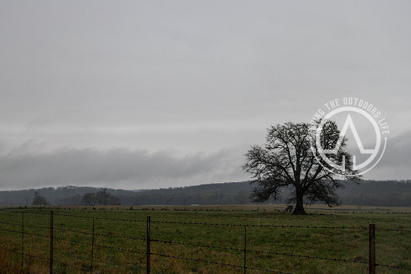 Country Morning