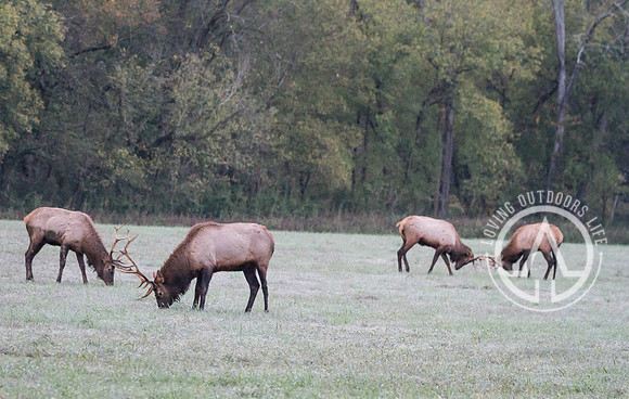 Elk Sparring