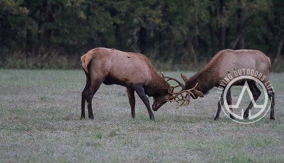 Elk Sparring