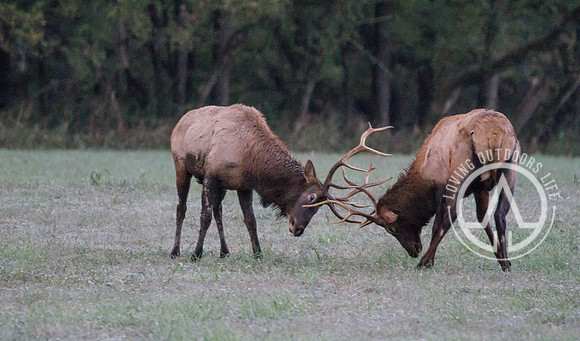 Elk Sparring