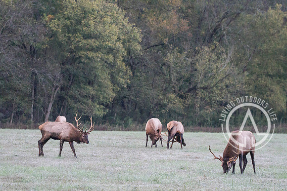 Elk Sparring