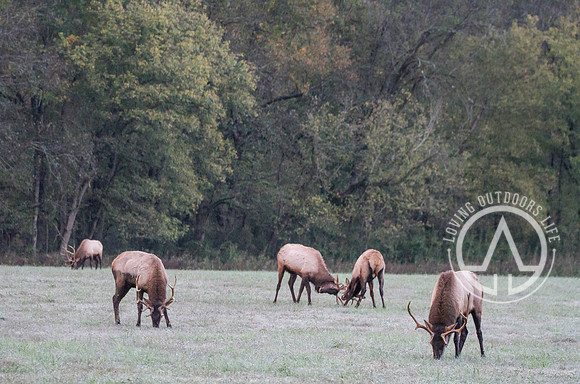 Elk Sparring