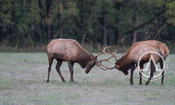 Elk Sparring