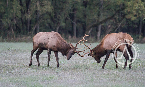 Elk Sparring