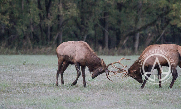 Elk Sparring