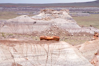 Petrified Forest National Park